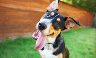 Er hunden redd eller stresset?